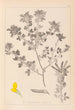 Herbier de la flore française Pl0200 - Louis Antoine Cusin — Ansicht des Kunstwerks
