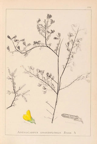 Louis Antoine Cusin - Herbier de la flore franaise Pl0203.webp