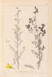 Herbier de la flore française Pl0205 - Louis Antoine Cusin — vista dell’opera
