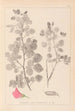 Herbier de la flore française Pl0210 - Louis Antoine Cusin — Ansicht des Kunstwerks