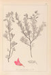 Herbier de la flore française Pl0211 - Louis Antoine Cusin — Ansicht des Kunstwerks