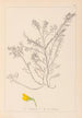 Herbier de la flore française Pl0214 - Louis Antoine Cusin — Ansicht des Kunstwerks
