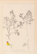 Herbier de la flore française Pl0216 - Louis Antoine Cusin — Ansicht des Kunstwerks
