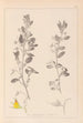 Herbier de la flore française Pl0217 - Louis Antoine Cusin — Ansicht des Kunstwerks