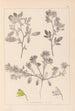 Herbier de la flore française Pl0218 - Louis Antoine Cusin — Ansicht des Kunstwerks