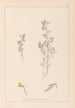 Herbier de la flore française Pl0222 - Louis Antoine Cusin — vista dell’opera
