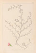 Herbier de la flore française Pl0224 - Louis Antoine Cusin — Ansicht des Kunstwerks