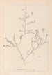 Herbier de la flore française Pl0227 - Louis Antoine Cusin — vista dell’opera