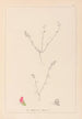 Herbier de la flore française Pl0228 - Louis Antoine Cusin — Ansicht des Kunstwerks