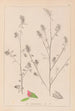 Herbier de la flore française Pl0233 - Louis Antoine Cusin — vista dell’opera