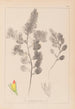 Herbier de la flore française Pl0234 - Louis Antoine Cusin — Ansicht des Kunstwerks