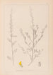 Herbier de la flore française Pl0235 - Louis Antoine Cusin — Ansicht des Kunstwerks