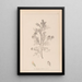 Herbier de la flore française Pl0237 - Louis Antoine Cusin — quadro incorniciato alla parete