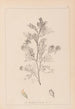 Herbier de la flore française Pl0237 - Louis Antoine Cusin — vista dell’opera