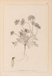 Herbier de la flore française Pl0240 - Louis Antoine Cusin — Ansicht des Kunstwerks