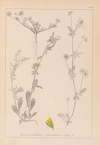 Louis Antoine Cusin - Herbier de la flore franaise Pl0244.webp