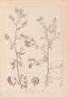 Herbier de la flore française Pl0252 - Louis Antoine Cusin — Ansicht des Kunstwerks