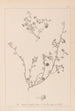 Herbier de la flore française Pl0256 - Louis Antoine Cusin — vista dell’opera