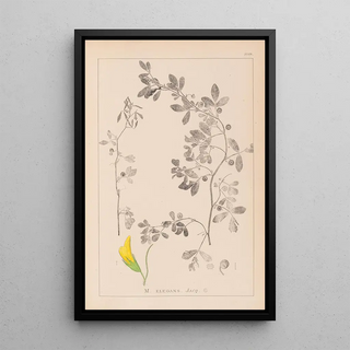 Louis Antoine Cusin - Herbier de la flore franaise Pl0258.webp