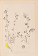 Herbier de la flore française Pl0260 - Louis Antoine Cusin — vista dell’opera