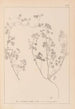 Herbier de la flore française Pl0273 - Louis Antoine Cusin — vista dell’opera