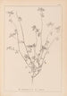 Herbier de la flore française Pl0278 - Louis Antoine Cusin — Ansicht des Kunstwerks