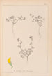 Herbier de la flore française Pl0279 - Louis Antoine Cusin — Ansicht des Kunstwerks