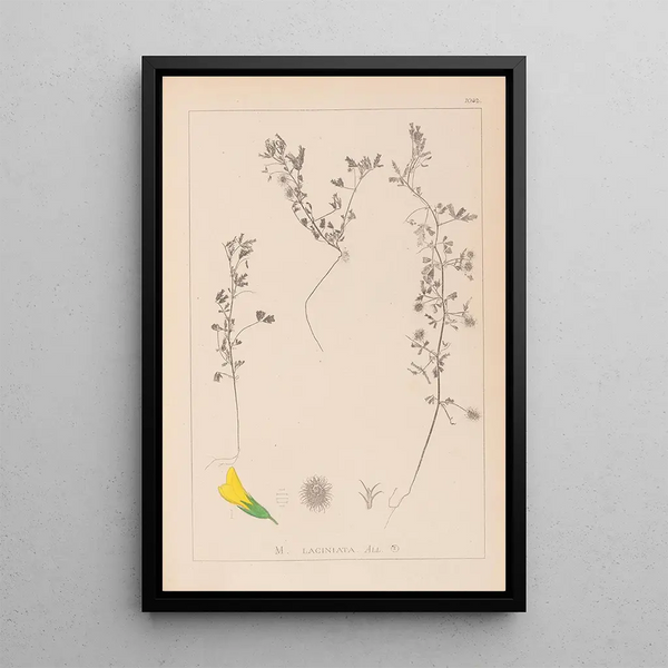 Louis Antoine Cusin - Herbier de la flore franaise Pl0280.webp