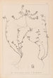 Herbier de la flore française Pl0285 - Louis Antoine Cusin — Ansicht des Kunstwerks