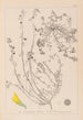 Herbier de la flore française Pl0287 - Louis Antoine Cusin — vista dell’opera