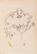 Herbier de la flore française Pl0292 - Louis Antoine Cusin — Ansicht des Kunstwerks