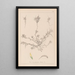 Herbier de la flore française Pl0296 - Louis Antoine Cusin — quadro incorniciato alla parete