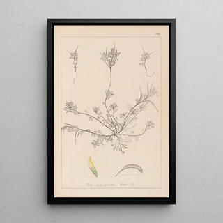 Louis Antoine Cusin - Herbier de la flore franaise Pl0296.webp