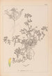 Herbier de la flore française Pl0297 - Louis Antoine Cusin — vista dell’opera