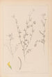 Herbier de la flore française Pl0298 - Louis Antoine Cusin — vista dell’opera