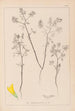 Herbier de la flore française Pl0300 - Louis Antoine Cusin — vista dell’opera