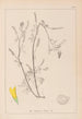 Herbier de la flore française Pl0305 - Louis Antoine Cusin — vista dell’opera