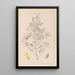 Herbier de la flore française Pl0307 - Louis Antoine Cusin — quadro incorniciato alla parete