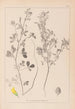 Herbier de la flore française Pl0308 - Louis Antoine Cusin — Ansicht des Kunstwerks