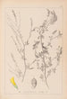 Herbier de la flore française Pl0310 - Louis Antoine Cusin — vista dell’opera