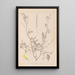 Herbier de la flore française Pl0313 - Louis Antoine Cusin — gerahmtes Bild an der Wand