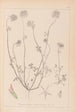 Herbier de la flore française Pl0314 - Louis Antoine Cusin — vista dell’opera