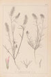 Herbier de la flore française Pl0315 - Louis Antoine Cusin — vista dell’opera