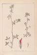 Herbier de la flore française Pl0322 - Louis Antoine Cusin — vista dell’opera