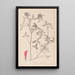 Herbier de la flore française Pl0324 - Louis Antoine Cusin — quadro incorniciato alla parete