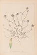 Herbier de la flore française Pl0327 - Louis Antoine Cusin — Ansicht des Kunstwerks