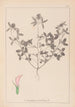 Herbier de la flore française Pl0331 - Louis Antoine Cusin — vista dell’opera