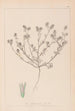 Herbier de la flore française Pl0334 - Louis Antoine Cusin — Ansicht des Kunstwerks