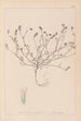 Herbier de la flore française Pl0335 - Louis Antoine Cusin — vista dell’opera