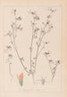 Herbier de la flore française Pl0338 - Louis Antoine Cusin — vista dell’opera